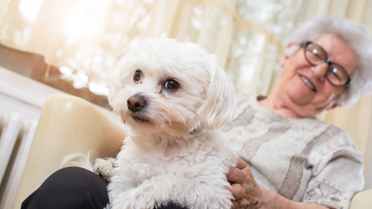 peritoneal dialysis and dogs
